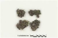 藏品(石地錢)的圖片